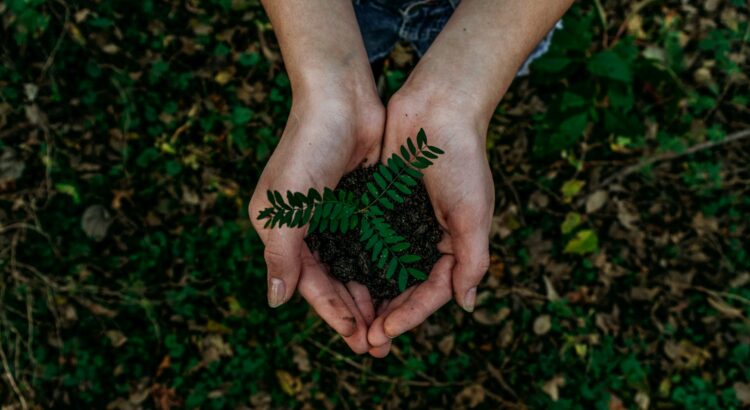 neumáticos biodegradables